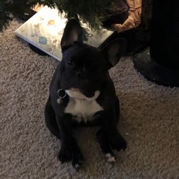 French Bulldogs from The French Connection