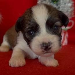 Theo - AKC - Chocolate sable male Havanese puppy in Verden, Oklahoma from Holcombs Puppy Ranch