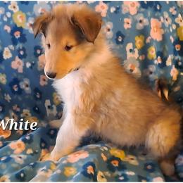 White boy - Sable male Collie puppy in Kalispell, Montana from C4 Collies