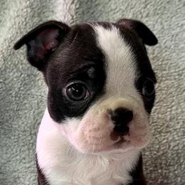 Boston Terrier Puppies from RottNBostons