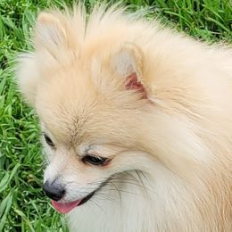 Pomeranians from Pepplers Poms