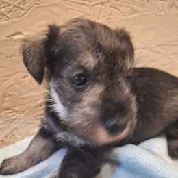Bentley - Salt and pepper male Miniature Schnauzer puppy in Warrenville, South Carolina from All Paws Pet Resort