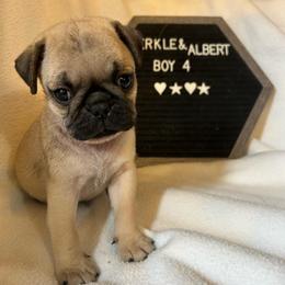 Boy4 - Fawn male Pug puppy in Norborne, Missouri from Pug Palace