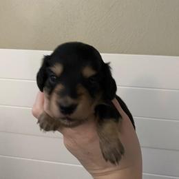 Beanie (Caramel Apple) - Black and cream female Dachshund puppy in Wolf Lake, Indiana from Canisteo Dachshunds