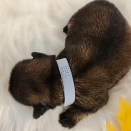 French Bulldog and Pekingese Puppies from SFLK
