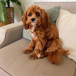 Cavapoo and Cockapoo Puppies from SunnySide Mini Doodles