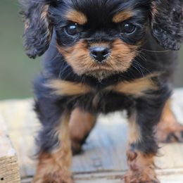 Cavalier King Charles Spaniels from Ruby and Black Cavaliers