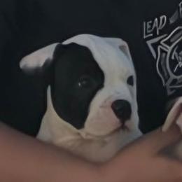 Fudge - White male American Bulldog puppy in Three Rivers, Michigan from Jemms Kennels