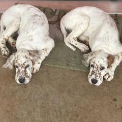 English Setter Puppies from Pinewalker English Setters