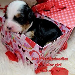 Girl 1 - Tri-color female Bernedoodle puppy in Schertz, Texas from Kat's Teddydoodles