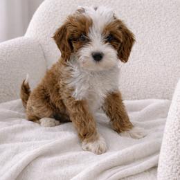 Stella Star - Goldendoodle
