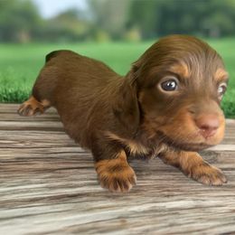 Bailey - Chocolate and tan female Dachshund puppy in Sharon Springs, New York from Show Us The Way Homestead