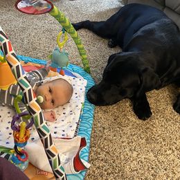 Drax - Labrador Retriever