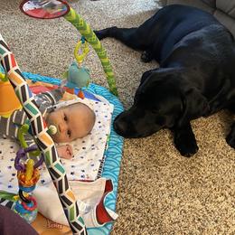 Drax - Labrador Retriever