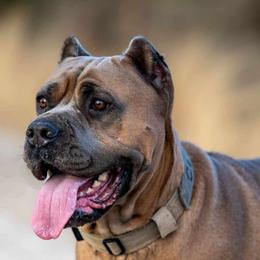 Ciaro - Cane Corso
