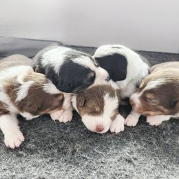 Australian Shepherd puppies from Hawaii Australian Shepherds
