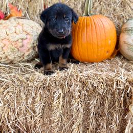 Hot Pink - Black and rust female Beauceron puppy in Floyd’s Knobs, Indiana from Birdwing Beaucerons