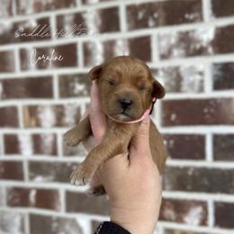 Coraline - Apricot female Goldendoodle puppy in Rienzi, Mississippi from Saddle Hill Farms