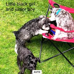 Miniature Schnauzer Puppies from Chantel's Miniature Schnauzers