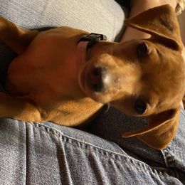 Miniature Pinscher and Russian Toy Puppies from Fede Miniature Pinschers & Russian Toys