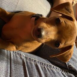 Miniature Pinscher and Russian Toy Puppies from Fede Miniature Pinschers & Russian Toys
