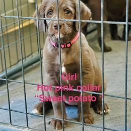 HOT PINK GIRL - Cafe female Labradoodle puppy in Franklinton, North Carolina from Green Acres Labradors