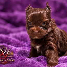 Naja - Liver female Yorkshire Terrier puppy in Kaplan, Louisiana from Showcase Yorkies