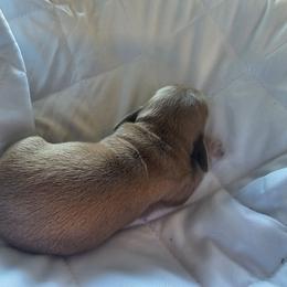 Lucy - Red female Dachshund puppy in Strong, Arkansas from Dachshunds R Us