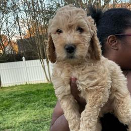 Rose - Cream female Goldendoodle puppy in Simpsonville, South Carolina from D & D Golden Doodles, LLC
