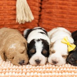 Cockapoo Puppies from Firm Foundation Cockapoos