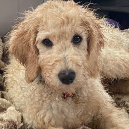 Goldendoodles and Poodles from Bama Bred Doodles