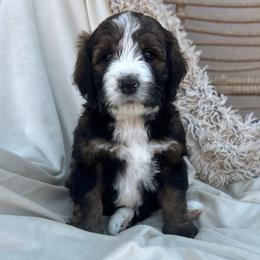 Eleanor Ribgy - Sable female Bernedoodle puppy in New River, Arizona from Sonoran Standard Doodles