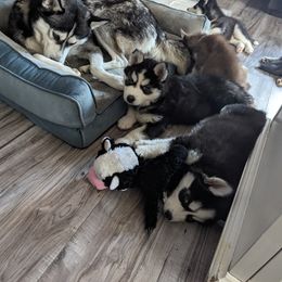 Siberian Husky Puppies from 3 Rivers Siberians(Richard's)