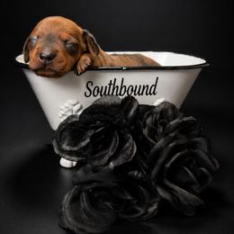 Dreamer - Dapple male Dachshund puppy in Leoma, Tennessee from Southbound Kennel