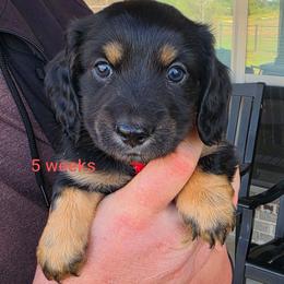 Merle - Black and tan male Dachshund puppy in Kempner, Texas from Russell Farms Dachshund