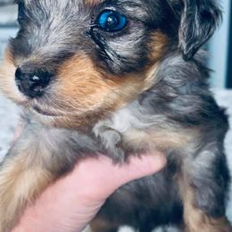 Aussiedoodles and Goldendoodles from Hot Springs Kennels