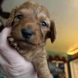 Bobby - Red male Dachshund puppy in Jacksonville, North Carolina from Lizzie’s Doxies
