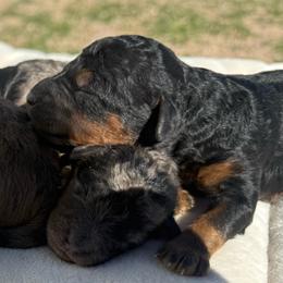 Starla - Black white and tan female Springerdoodle puppy in Clifton, Idaho from Little Mountain Springers, Springerdoodles & Poodles