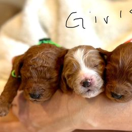 Goldendoodle Puppies from Poodle lovers