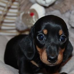 Girl 1 - Black and tan female Dachshund puppy in Craig, Colorado from Rocky Mountain Shih Tzus and Dry Creek Miniature Dachshunds