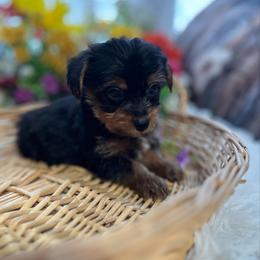 AKC Max - Black and tan male Yorkshire Terrier puppy in Elgin, South Carolina from Silver Bells Paw Prints
