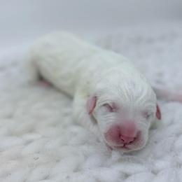 Doug - Red Collar - White male Great Pyrenees puppy in San Marcos, California from Faith Family Freedom Farm