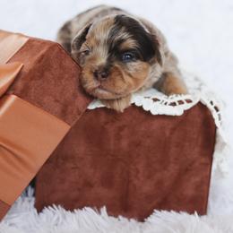 Shihpoo Puppies from The Teddybear Shihpoo