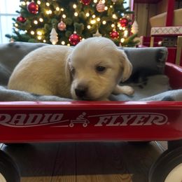 Leah - Cream female Dachshund puppy in Trenton, Kentucky from Promise Land Puppies