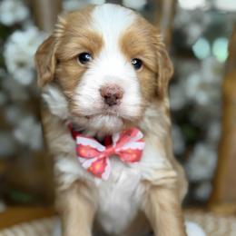 Bella - Red - Brown and white female Bernedoodle puppy in Yuciapa, California from AlltheDoodlez_