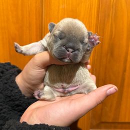Blue Fawn Boy (Sansa - Meeko) - Brindle male French Bulldog puppy in Gulf Breeze, Florida from SW Frenchies