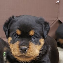  Puppies from SPOON RIVER ROTTWEILERS