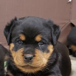  Puppies from SPOON RIVER ROTTWEILERS
