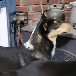 Collie All Grown Up from Kimegan Collies