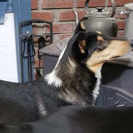 Collie All Grown Up from Kimegan Collies